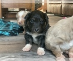 Small Photo #16 Miniature Australian Shepherd Puppy For Sale in BETHANY, IL, USA