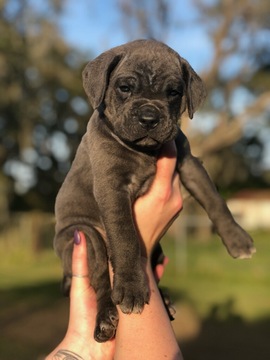 Medium Photo #1 Cane Corso Puppy For Sale in SEFFNER, FL, USA