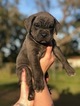 Small Photo #1 Cane Corso Puppy For Sale in SEFFNER, FL, USA