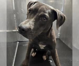 American Staffordshire Terrier-Unknown Mix Dogs for adoption in San Antonio, TX, USA