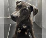 AUTUMN - Female American Staffordshire Terrier-Unknown Mix Dog for Adoption - Small photo