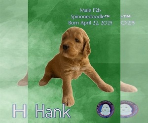 Medium Poodle (Standard)-Spinone Italiano Mix