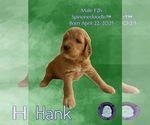 Puppy Hank Poodle (Standard)-Spinone Italiano Mix