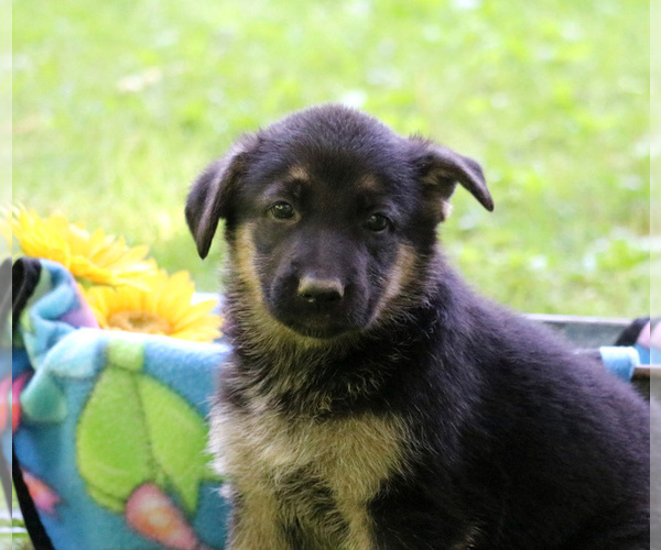 Medium Photo #1 German Shepherd Dog Puppy For Sale in GAP, PA, USA