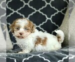 Small #1 Pembroke Welsh Corgi