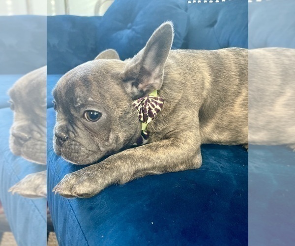 Medium Photo #7 French Bulldog Puppy For Sale in BAKERSFIELD, CA, USA