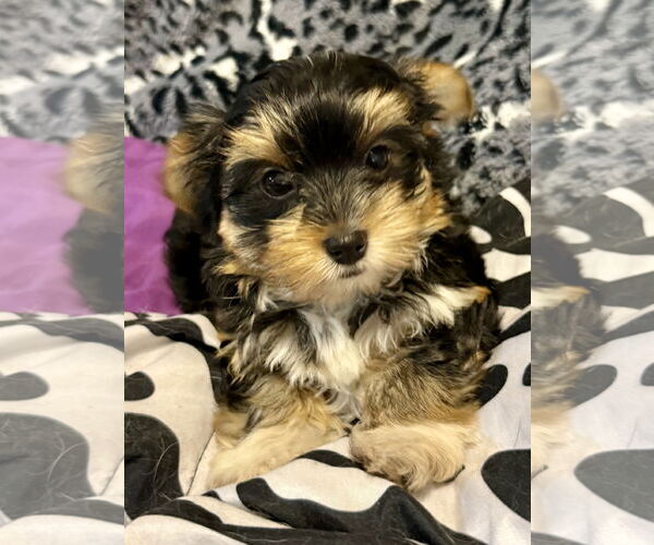 Medium Photo #3 Mutt Puppy For Sale in Boca Raton, FL, USA
