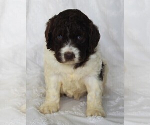 Golden Newfie Doodle Puppy for sale in FREDERICKSBURG, OH, USA