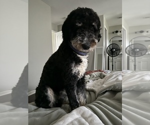 Bernedoodle Puppy for sale in GREER, SC, USA