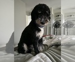 Small Bernedoodle