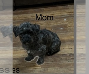 Mother of the YorkiePoo-Yorkshire Terrier Mix puppies born on 09/05/2026