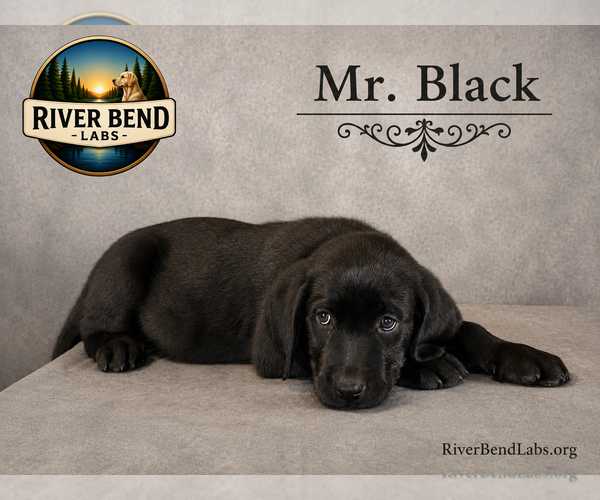 Medium Photo #11 Labrador Retriever Puppy For Sale in WHITNEY, TX, USA