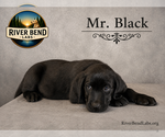 Small #10 Labrador Retriever