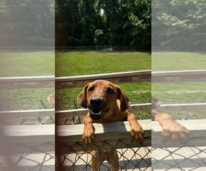 Professor Red - Male Labrador Retriever-Unknown Mix Dog for Adoption - Photo #13