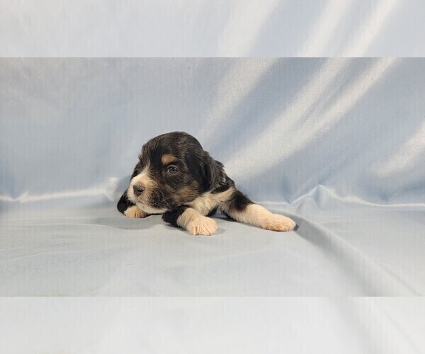 Medium Photo #3 Bernedoodle (Miniature) Puppy For Sale in BLACK FOREST, CO, USA