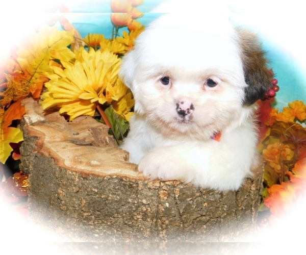 Medium Photo #4 Shih Tzu-Shih-Poo Mix Puppy For Sale in HAMMOND, IN, USA