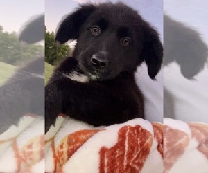 Border Collie-Golden Retriever Mix Puppy for sale in HILLSBORO, WI, USA
