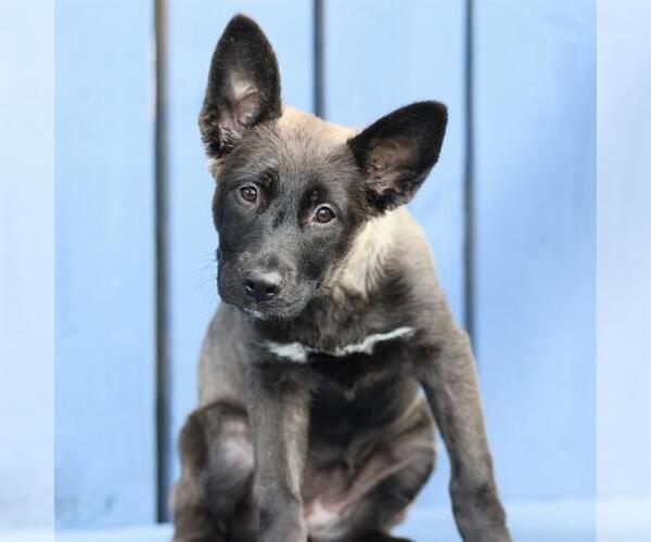 Medium Photo #2 Border Collie-Unknown Mix Puppy For Sale in Modesto, CA, USA