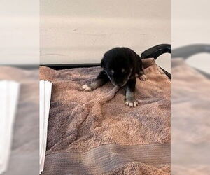 Labrador Retriever-Unknown Mix Dogs for adoption in Houston, TX, USA
