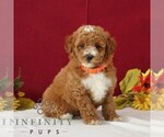 Small #4 Goldendoodle (Miniature)