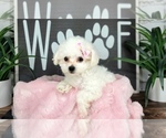 Small #1 Bichon Frise