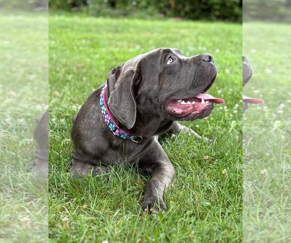 Medium Photo #2 Mastiff-Unknown Mix Puppy For Sale in Spring Lake, NJ, USA