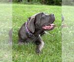 Small #1 Mastiff Mix