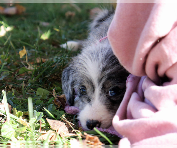 Medium Photo #4 Bordoodle Puppy For Sale in ASHLAND, OH, USA