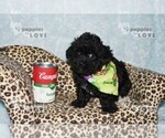 Small #9 Poodle (Toy)