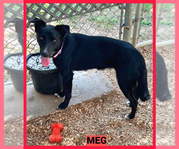 Medium Photo #2 Border Collie-Unknown Mix Puppy For Sale in Granbury, TX, USA