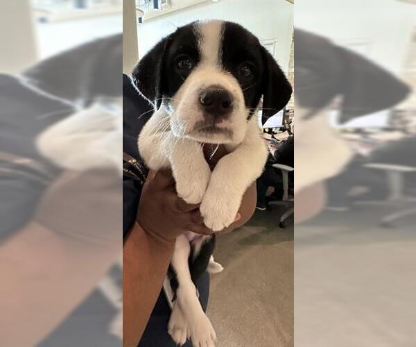 Medium Photo #1 Labrador Retriever-Unknown Mix Puppy For Sale in Houston, TX, USA