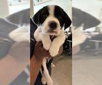 Small Labrador Retriever Mix