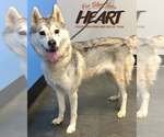 Small Photo #3 Siberian Husky Puppy For Sale in Severn, MD, USA