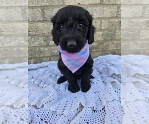 Labradoodle Puppy for sale in WILLIAMSTOWN, KY, USA