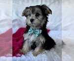 Small #5 Morkie