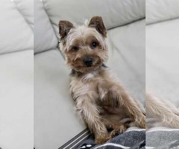 Medium Photo #4  Puppy For Sale in , 