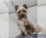 Small Photo #4  Puppy For Sale in , 