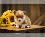 Puppy 1 Pembroke Welsh Corgi