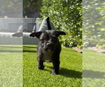 Small #4 Mutt