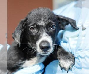 American Staffordshire Terrier-Unknown Mix Dogs for adoption in San Antonio, TX, USA