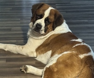 Father of the Saint Bernard puppies born on 04/18/2025