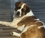 Small Photo #1 Saint Bernard Puppy For Sale in HANNIBAL, MO, USA