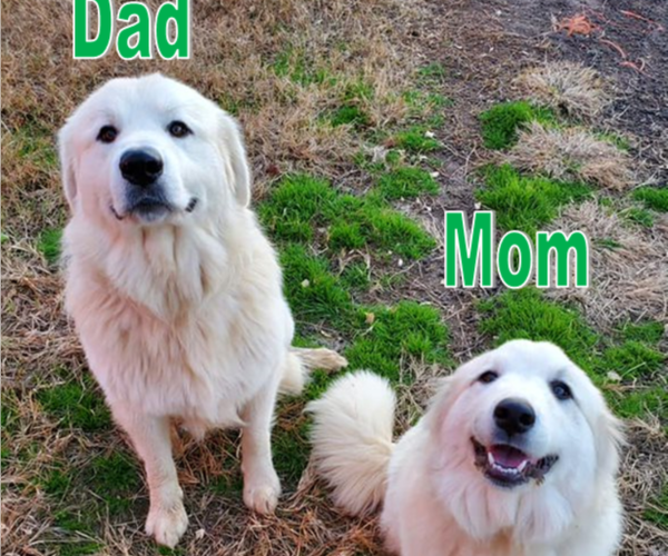 Medium Photo #4 Great Pyrenees Puppy For Sale in RUTHER GLEN, VA, USA