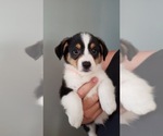 Small Photo #2 Pembroke Welsh Corgi Puppy For Sale in KOSMOSDALE, KY, USA