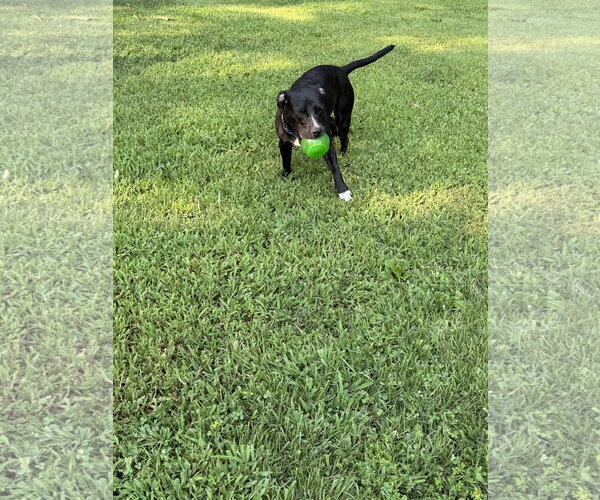 Medium Photo #2 Labrador Retriever-Unknown Mix Puppy For Sale in Ball Ground, GA, USA