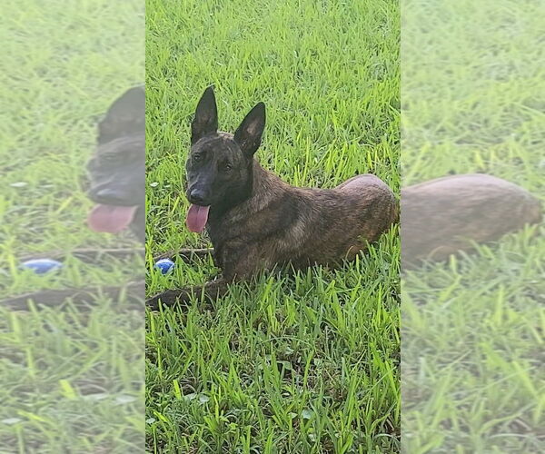 Medium Photo #1 Holland Shepherd Puppy For Sale in Imlay City, MI, USA