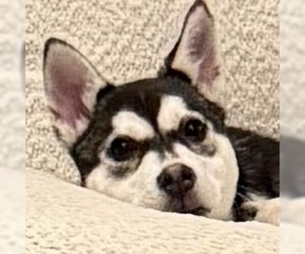 Medium Photo #7 Siberian Husky-Unknown Mix Puppy For Sale in Fargo, ND, USA