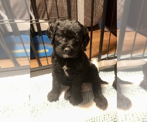 Rottle Puppy for sale in DUNDEE, NY, USA