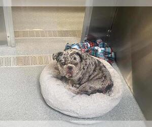 French Bulldog Dogs for adoption in Orange, CA, USA