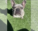 Small Photo #1 French Bulldog Puppy For Sale in SAN BERNARDINO, CA, USA